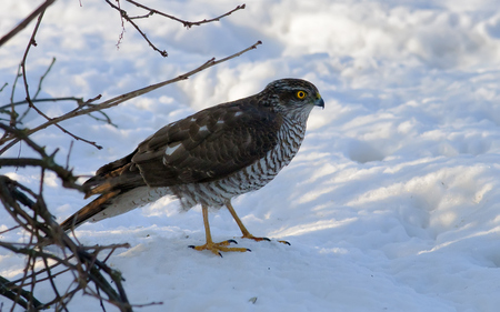 Female Eurasian Sparrowhawk standing on snow under a bushの写真素材