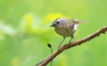 Little Goldcrest perched on a tiny dry stick