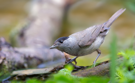 Male Eurasian Blackcap curious look near a water pondの写真素材