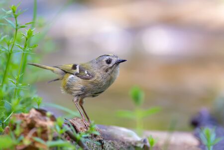 Goldcrest sitting and posing near a water pondの写真素材