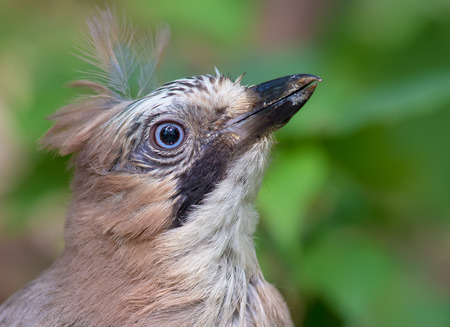 Eurasian Jay only head portraitの写真素材