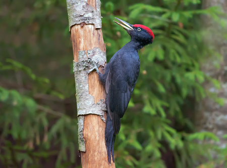 Male Black woodpecker posing on a dried tree trunkの写真素材