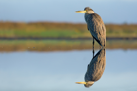 Grey Heron standing in water of big pond with perfect reflectionの写真素材