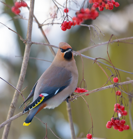 Bohemian waxwings posing on a viburnum tree with berriesの写真素材
