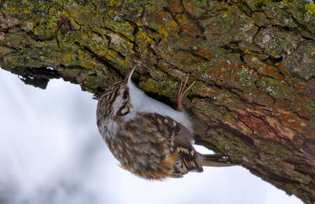 Eurasian treecreeper looking for food on a tree barkの写真素材
