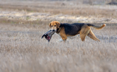 Wild Dog crosses a field holding a deer's head in its teethの写真素材