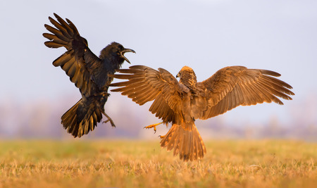 Western Marsh Harrier and Common Raven fight against each other in the air with spreading wings and tailsの写真素材