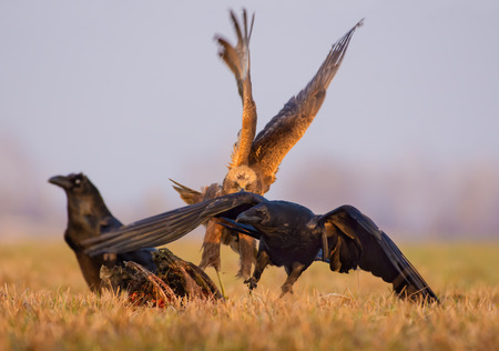 Western Marsh Harrier hunts and chasesの写真素材