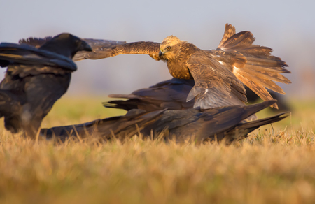 Western Marsh Harrier frightens away Common Ravens from some carrion of dead animalの写真素材