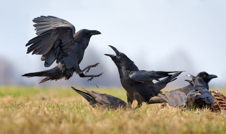 Common ravens interactions - hard fight between two birds for carrionの写真素材