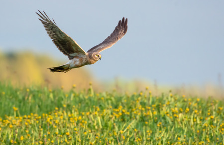 Second year Hen Harrier flying over the blossoming fieldの写真素材