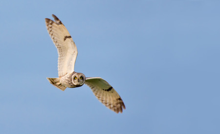 Short-eared owl in flight with wide spreaded wingsの写真素材
