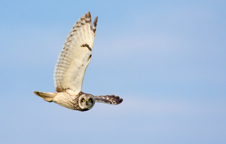 Short-eared owl dives in flight with stretched wingの写真素材
