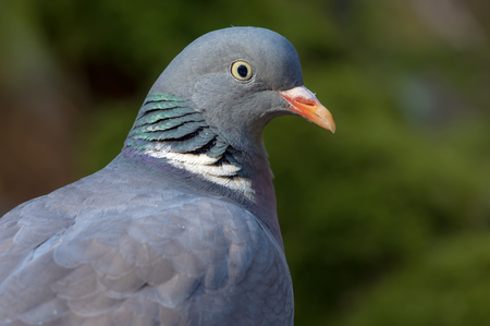 Common wood pigeon very close portrait with detailed face and eyesの写真素材