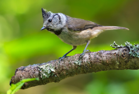 Amused European Crested Tit perched on an old lichen covered branch in the forestの写真素材