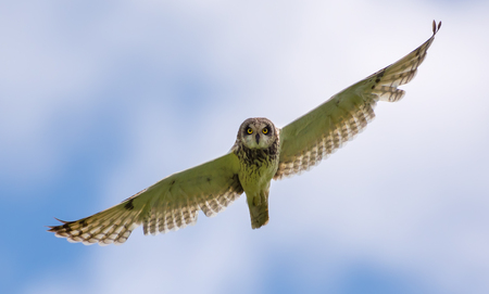 Short-eared owl flies with wide stretched wingsの写真素材