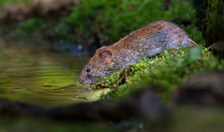 Thirsty Bank vole drinking water at the forest pond in good sweet lightの写真素材