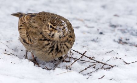 Crested lark with snow covered head and face while feeding on the groundの写真素材
