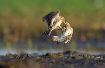 Two males of Eurasian skylark fight against each other as they fly near the groundの写真素材