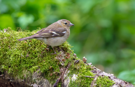 Young Common Chaffinch sits on mossy stump in green forestの写真素材