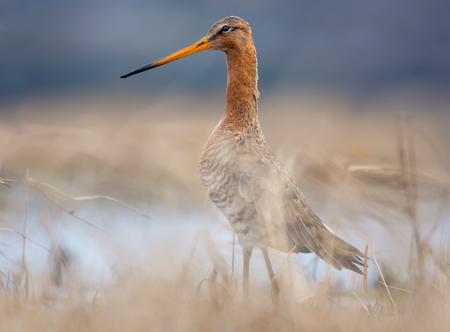 Black-tailed godwit posing in grass with standing out head in spring