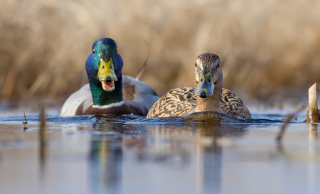 Male mallard follows female duck as they swim on water surface of small lake in springの写真素材
