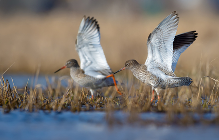 Family couple of common redshanks with elevated wings together walk in spring water pond with low grassの写真素材