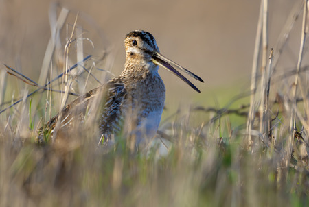 Common snipe sings with open beak in grass on the ground in early spring close photo shotの写真素材