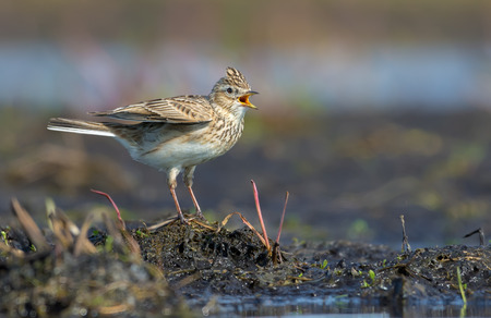 Male Eurasian skylark sings his spring song as he sits on the soil mount in fieldの写真素材