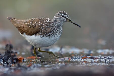 Mature Green Sandpiper wades in water near a lake shore in early springの写真素材