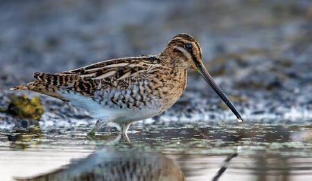 Adult Common snipe wades in water near a muddy shore in morningの写真素材