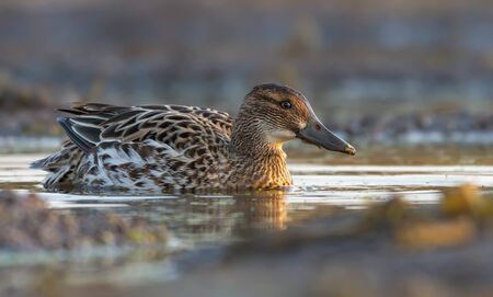 Female Garganey swims in yellow colored water pond in the morning lightの写真素材