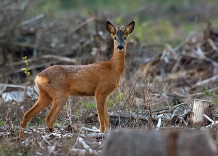 Male Roe Deer stands alone and sadly in cutted forest clearenceの写真素材