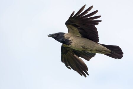 Angry Hooded Crow flies around in light sky with stretched wings and open beakの写真素材