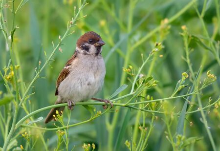 Summer time eurasian tree sparrow posing in greeny grass plants for a decent portraitの写真素材