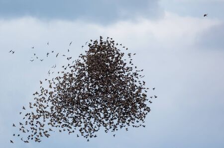 Bird of prey sparrowhawk in dive attack on big and dense flock of starlings in airの写真素材