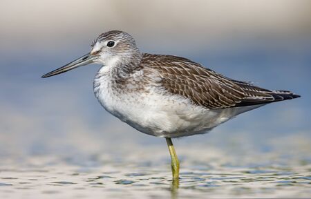 Common greenshank stands in colorful blue evening  water in summer timeの素材 [FY310137681545]