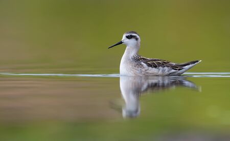 Red-necked phalarope swims on green colored water of lake in summer seasonの写真素材