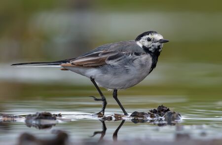 Adult White wagtail walks near a water pond in summerの写真素材
