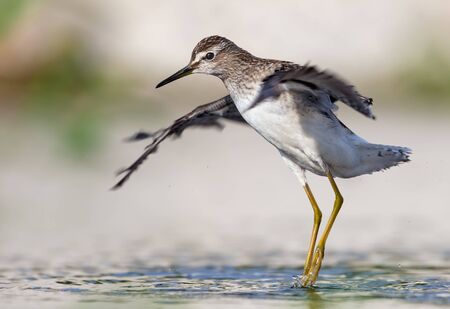 Wood Sandpiper jumps high over water surface with wide spreaded wingsの写真素材