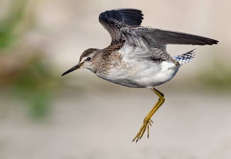 Close distance shot of Wood Sandpiper flying with lifted wings and lowered legs