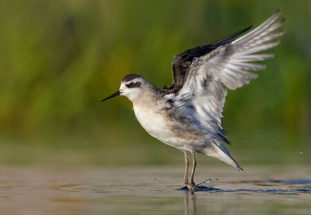 Young Red-necked phalarope flies off from water surface in summer evening with lifted and stretched wingsの写真素材