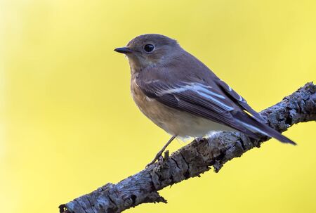 European pied flycatcher (ficedula hypoleuca) sits on small branch with clean yellow backgroundの写真素材