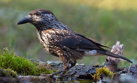 Adult Eurasian Spotted Nutcracker (Nucifraga caryocatactes) perched on small branch in water with green backgroundの写真素材