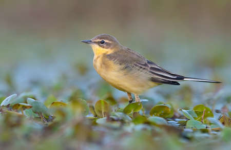 Western yellow wagtail (motacilla flava) evening walk on wet water plantsの写真素材