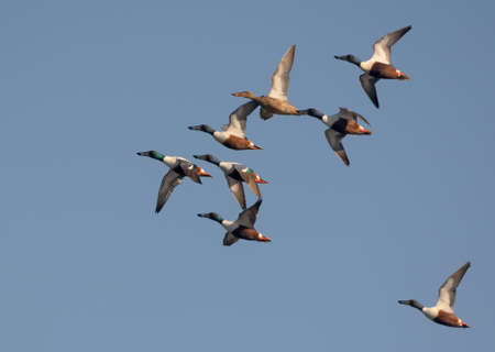 A mixed flock of Northern Shovelers (Spatula clypeata) in fast flight over blue skyの写真素材