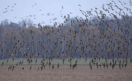 Very big flock of Ruffs (Calidris pugnax) in flight over barren land during spring migrationの写真素材