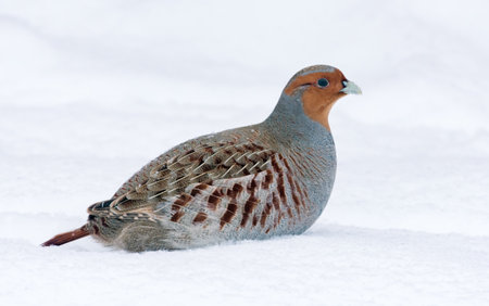 Close shot of Gray Partridge (Perdix perdix) posing in deep snow in cold winter seasonの写真素材