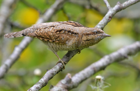 Eurasian wryneck (Jynx torquilla) sitting on an old lichen perch in bushy environment