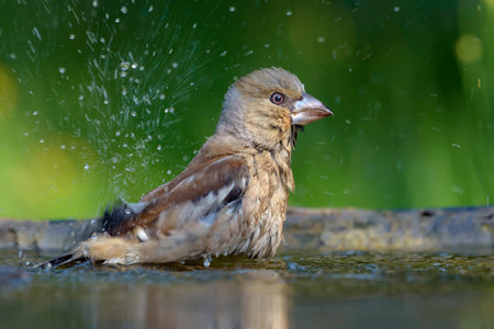 Female hawfinch (Coccothraustes coccothraustes) bathing with a lot of drips and splashesの写真素材
